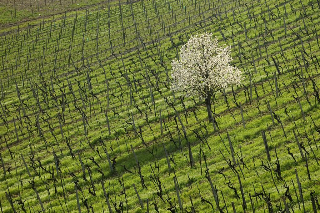 Agriturismo Buondonno カステッリーナ・イン・キアンティ シエナ エクステリア 写真